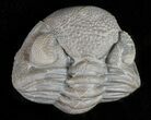 Wide Enrolled Eldredgeops Trilobite - Silica Shale #46583-1